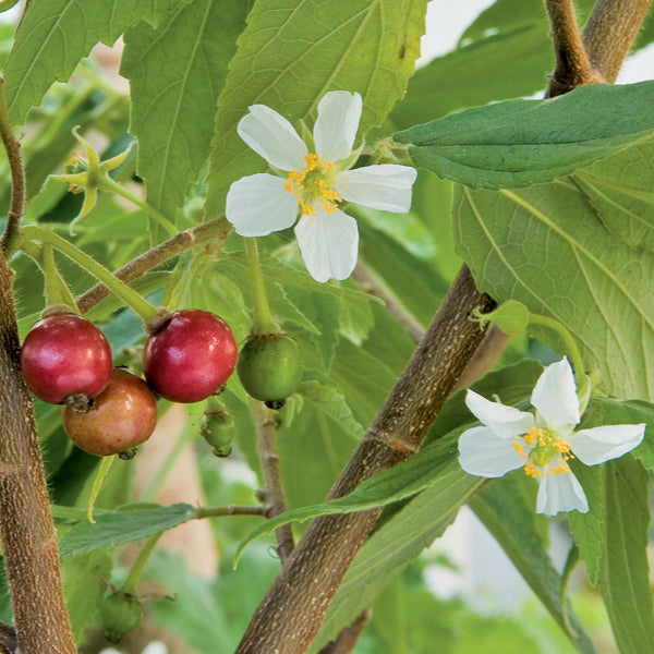 indoor strawberry plants for sale Singapore Cherry - Muntingia Calabura, Strawberry Tree Plant - Thriving Outdoor & Indoor Garden Plant | Air-Purifying & Easy to Grow