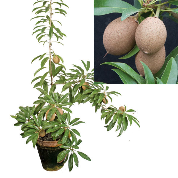 Sapodilla āSilas Woodsā (Manilkara zapota)
