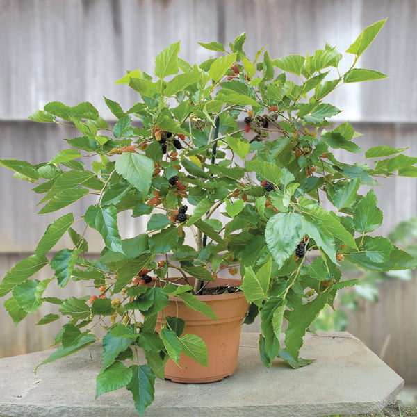 planting mulberry seeds Dwarf Mulberry Bush 'Issai' For Sale – Logee's Plants