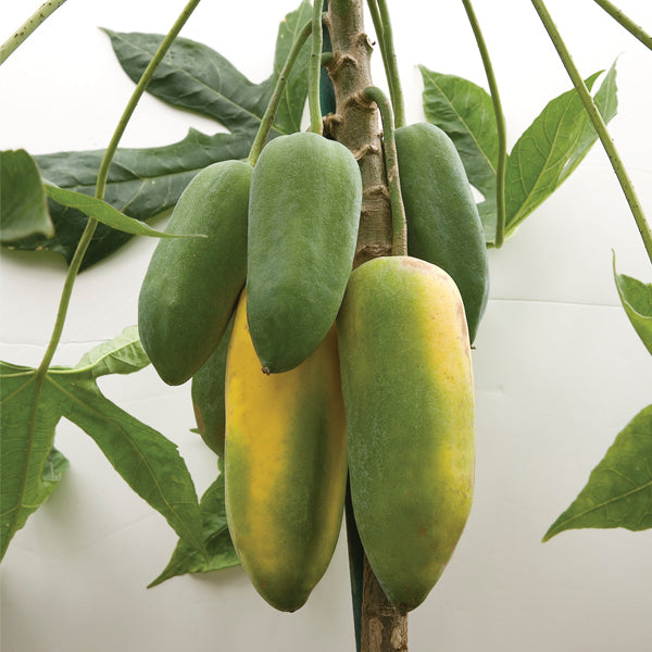 Babaco Papaya Plant (Vasconcellea × heilbornii)