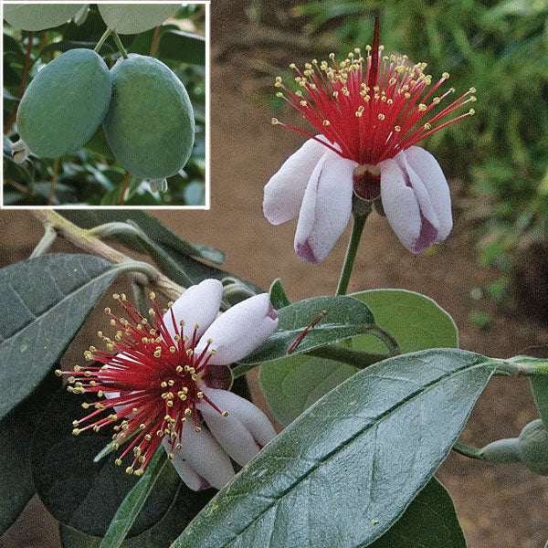 Pineapple Guava Tree (Acca sellowiana)