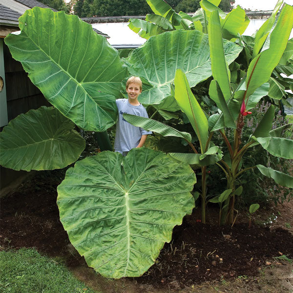 mature elephant ear plant Elephant Ear ‘Thai Giant’ For Sale – Logee's Plants