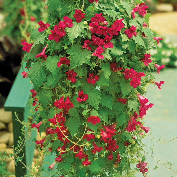 lofos plant seeds Creeping Gloxinia Lofos™ ‘Wine Red’ PP For Sale – Logee's Plants
