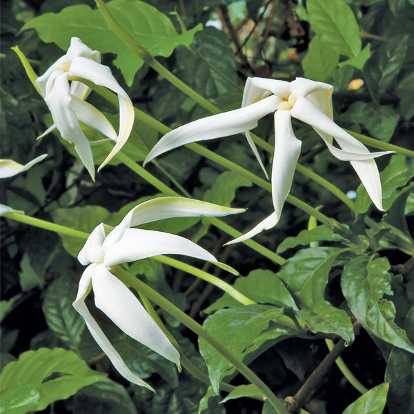 Angel of the Night (Randia ruiziana)