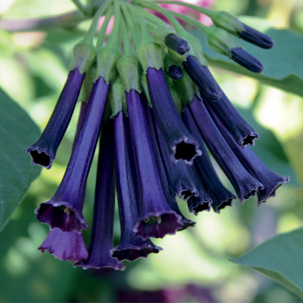 Iochroma Royal Queen⢠Purple (Iochroma hybrid)
