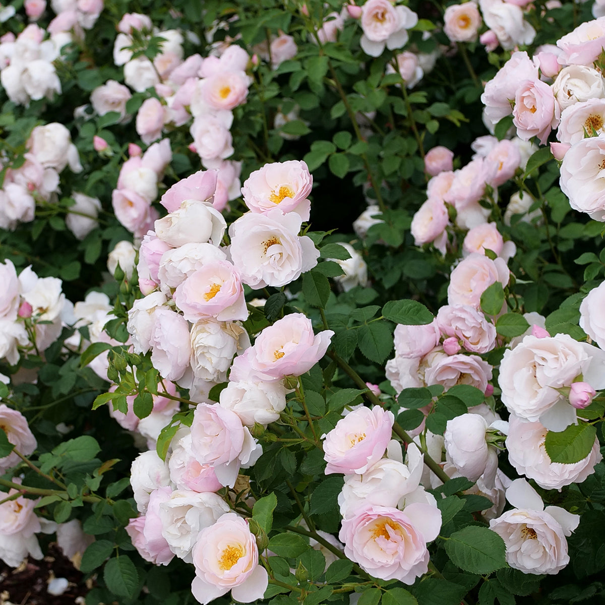 3G Rosa 'Pear'd' - Pink Edible Rose