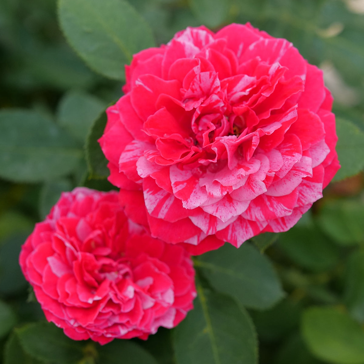 Rose Oso Easy Red Stripe® For Sale – Logee's Plants