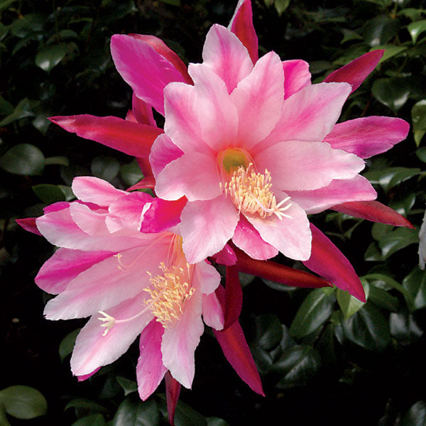 succulent orchid cactus Light Pink Orchid Cactus 4" Pot - Epiphyllum