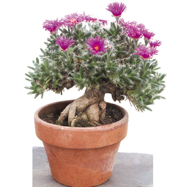 desert rose succulent Miniature Desert Rose For Sale