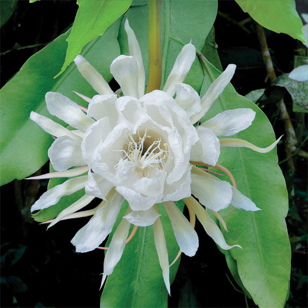Night Blooming Cereus ‘Mark Twain’ (Epiphyllum oxypetalum)