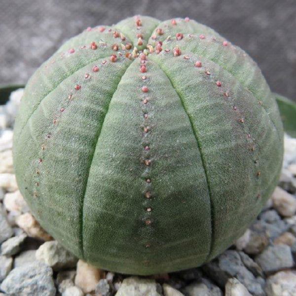 baseball succulent Baseball Plant For Sale – Logee's Plants