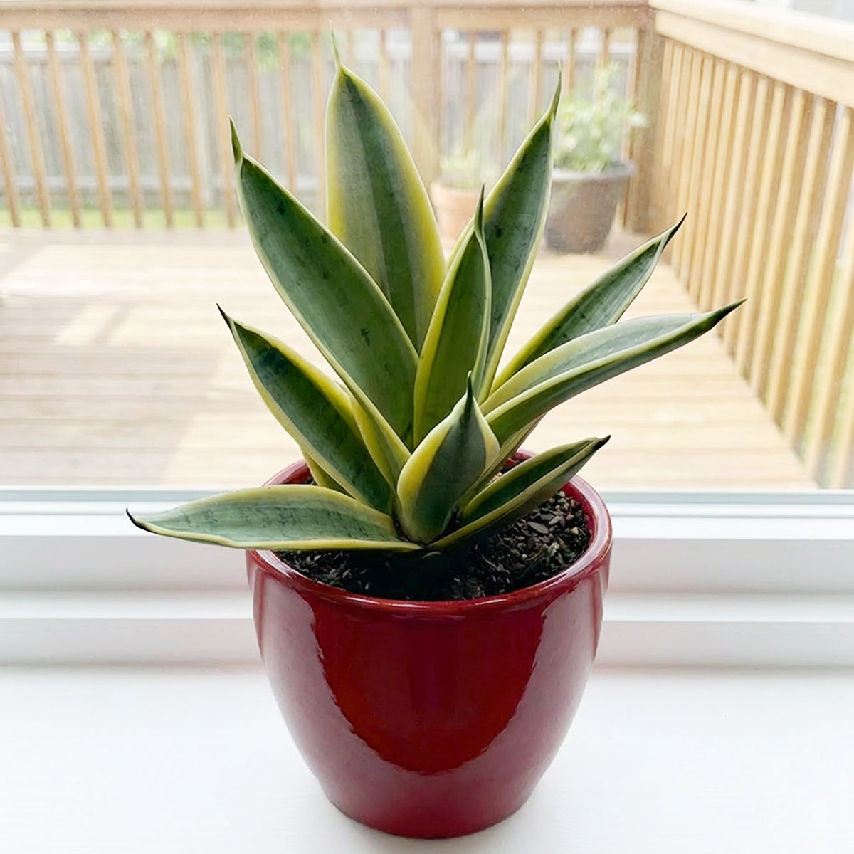 sansevieria hybrid Marble Star Snake Plant - Sansevieria