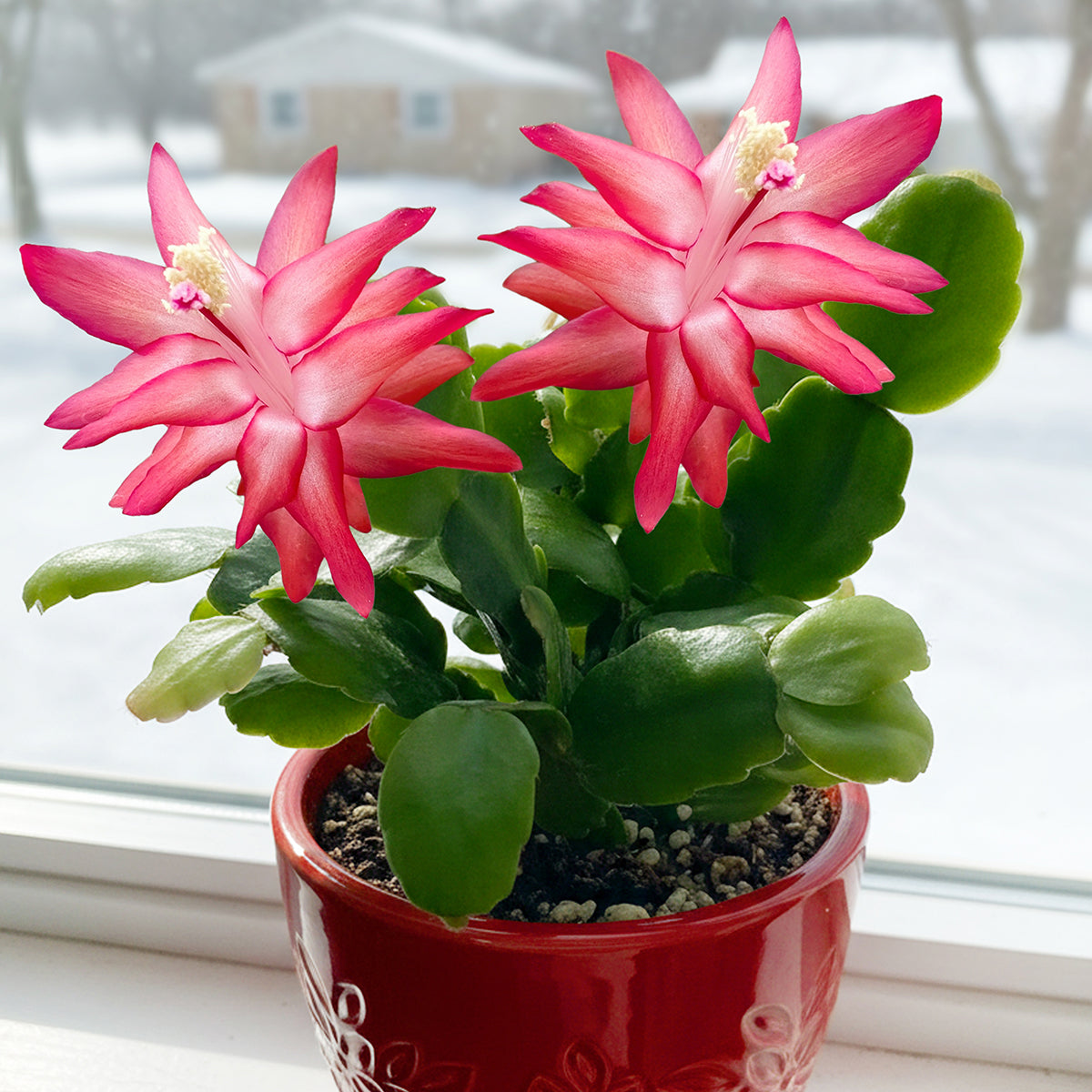 christmas cactus a succulent True Christmas Cactus 'Old Fashion Red' (Schlumbergera x buckleyi) – Logee's Plants