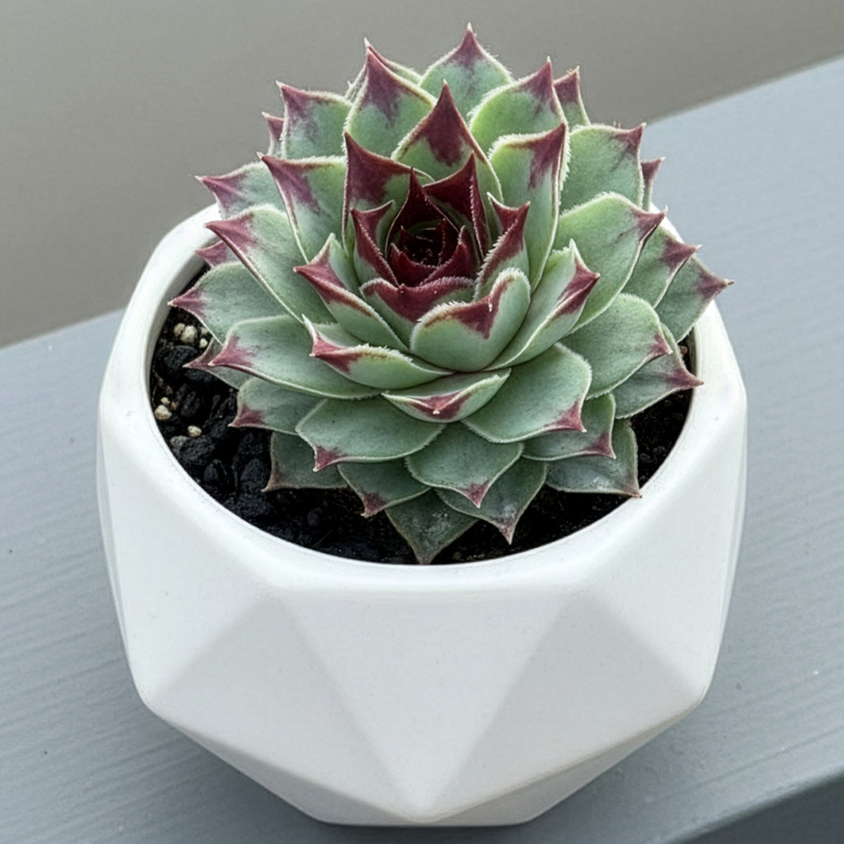 maroon succulent plants Hardy Hens & Chicks Maroon Queen For Sale – Logee's Plants
