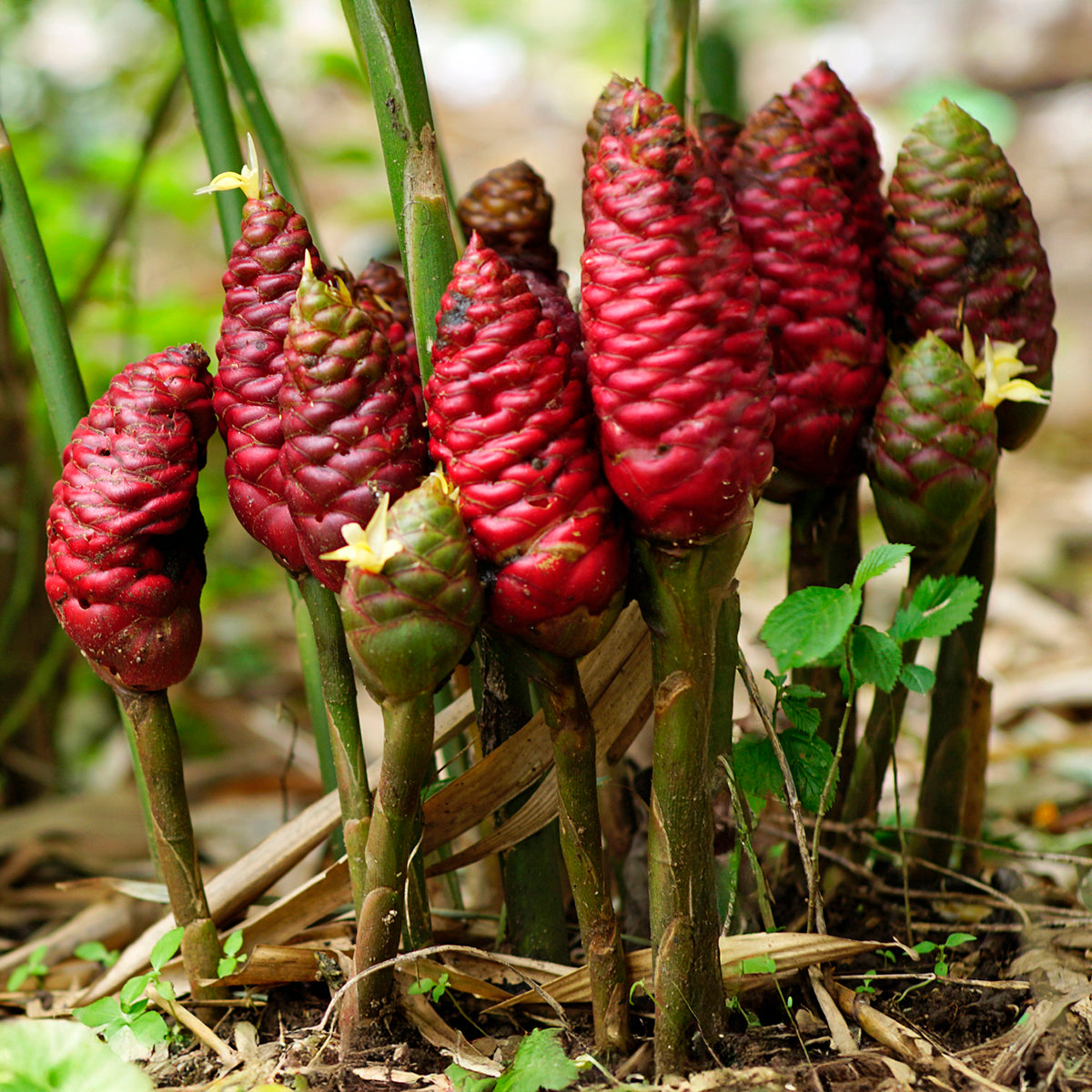 shampoo plant seeds for sale Shampoo Ginger Plant for Sale – Logee's Plants
