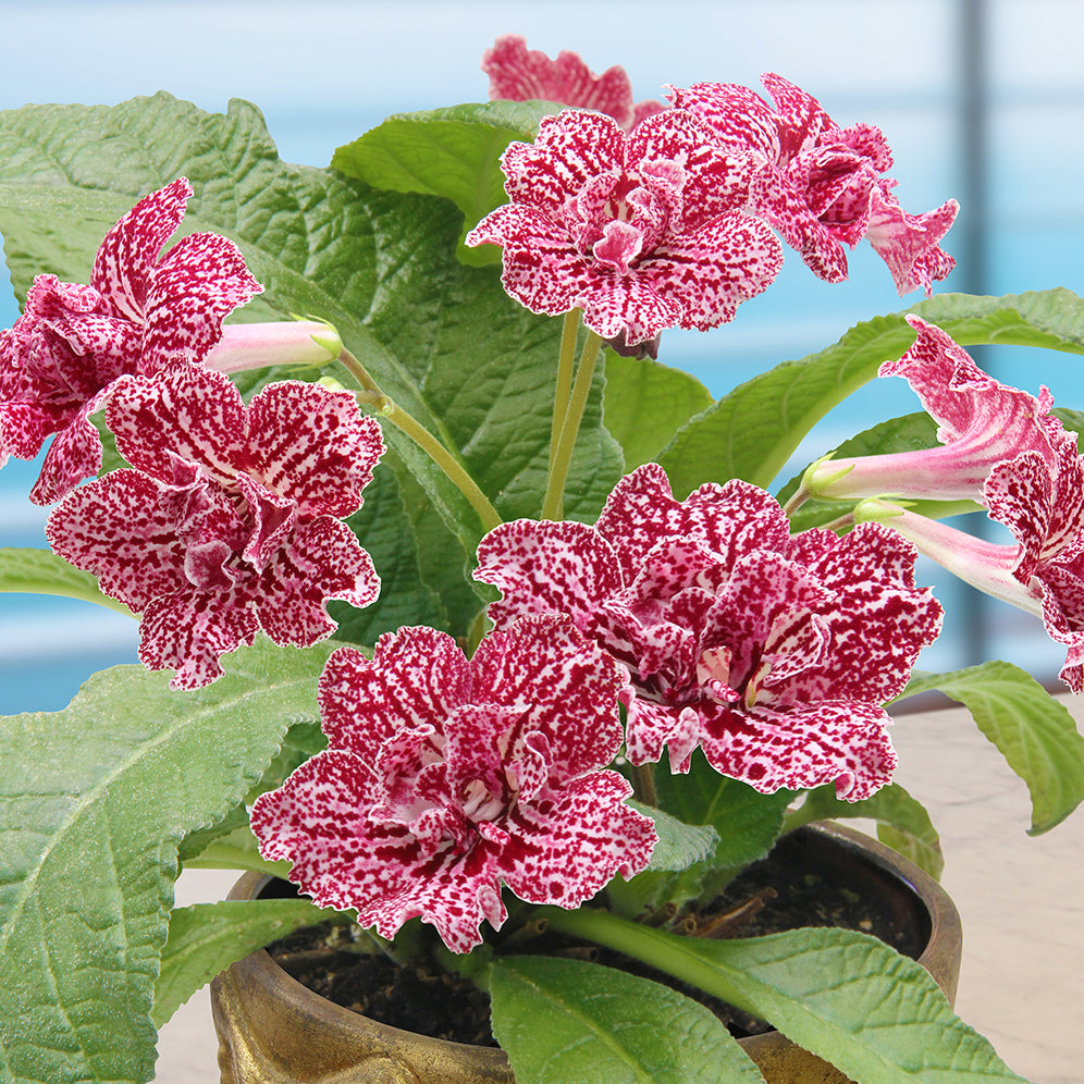 Cape Primrose ‘Hawaiian Party’ For Sale – Logee's Plants