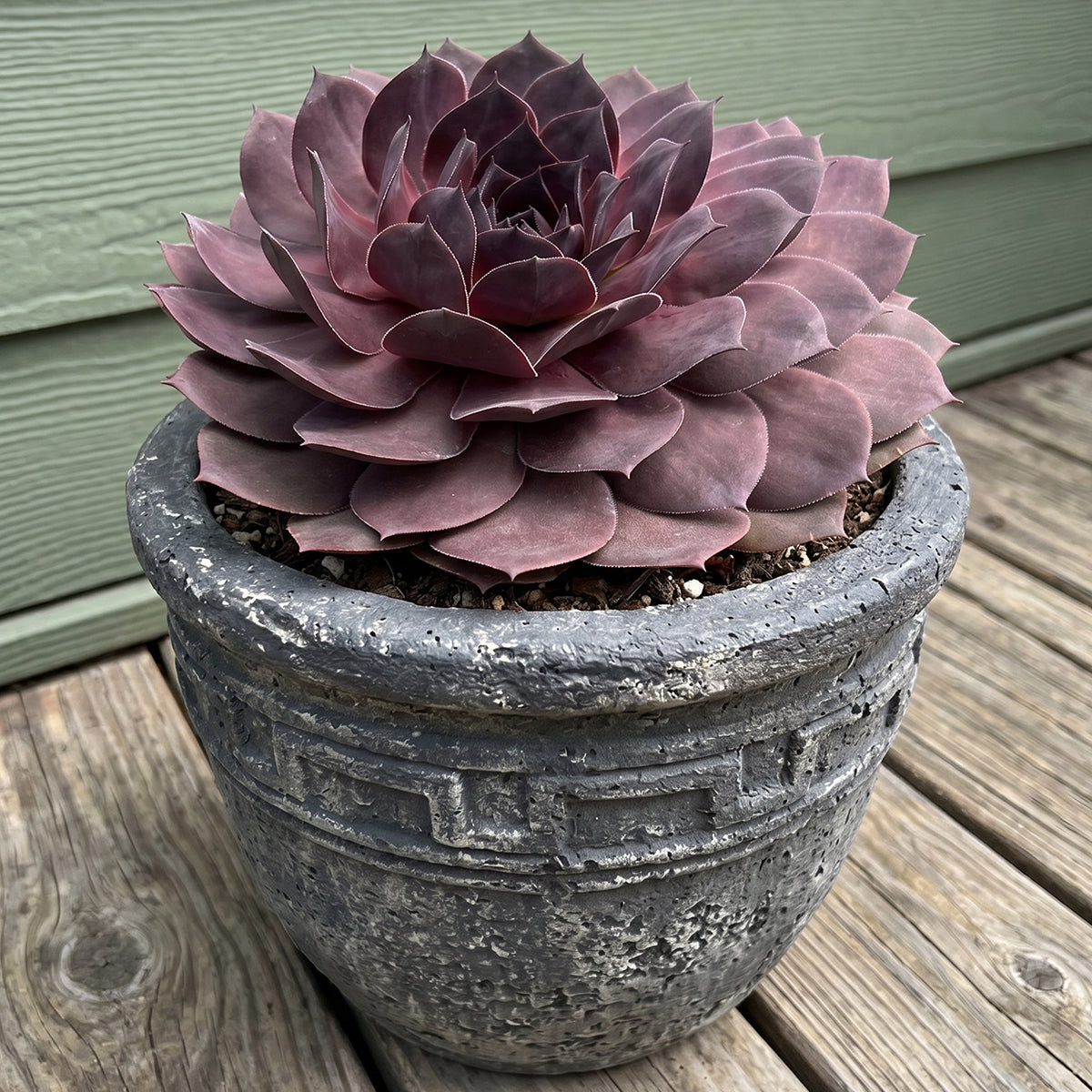 hens and chicks succulents for sale Hardy Hens & Chicks SUPERSEMPS® 'Onyx' For Sale – Logee's Plants