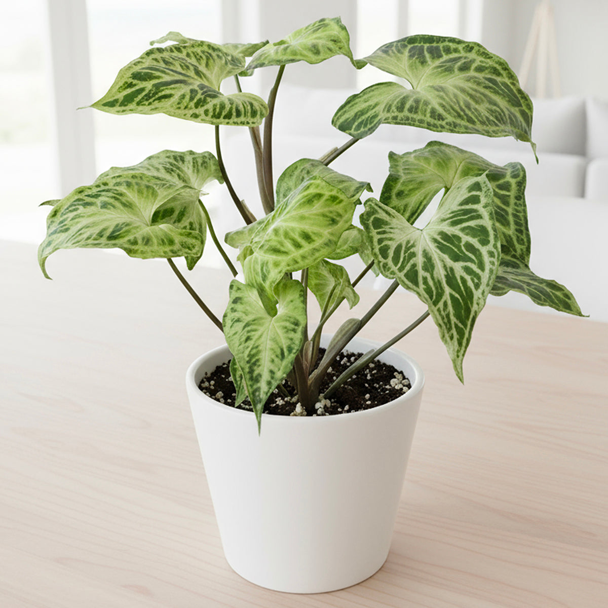 Syngonium 'Batik' (Syngonium podophyllum) – Logee's Plants