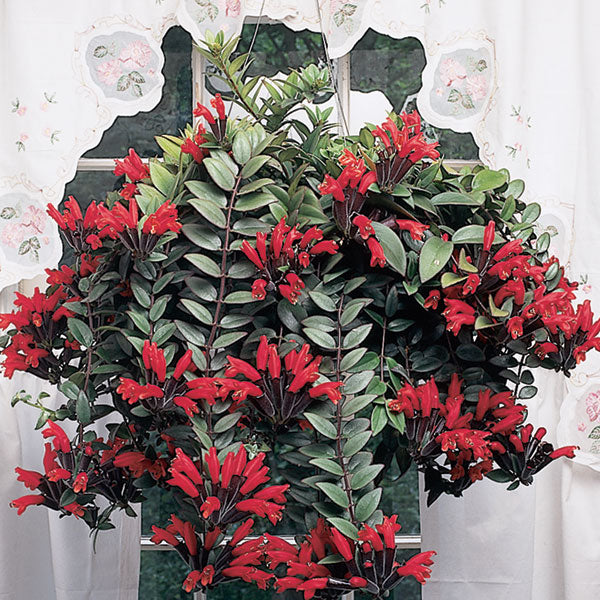 lipstick indoor plant Lipstick Plant For Sale – Logee's Plants