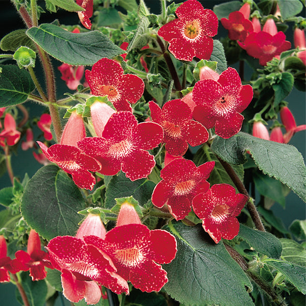 Kohleria ‘Longwood’ (Kohleria hybrid)