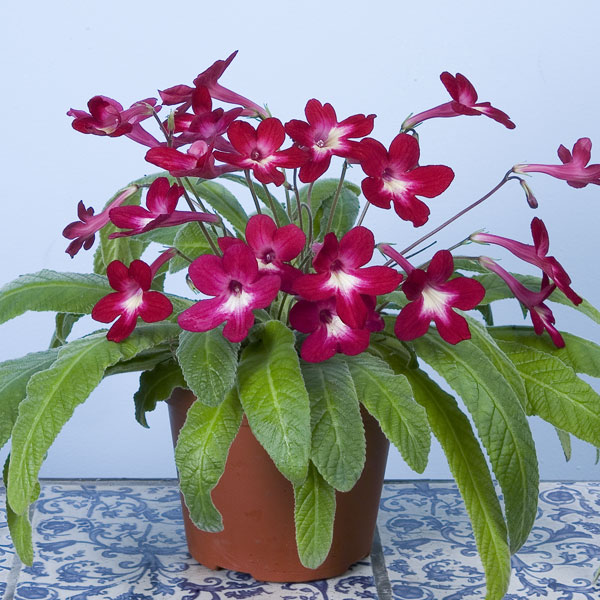 Cape Primrose ‘Texas Hot Chili’ (Streptocarpus hybrid)