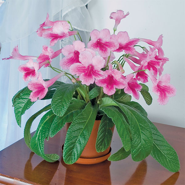 cape primrose indoor plant Cape Primrose ‘Something Special’ For Sale – Logee's Plants