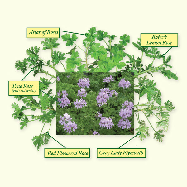 Rose-Scented Geranium Collection (Pelargonium hybrids)