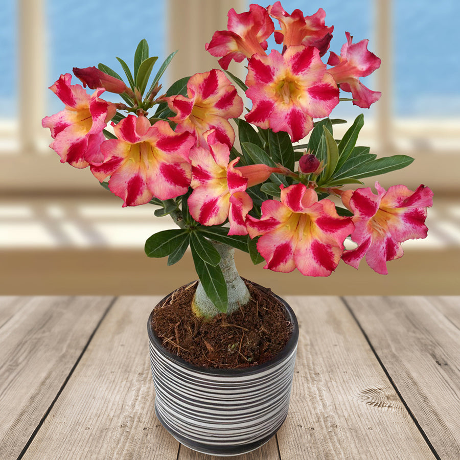 is adenium a succulent Desert Rose ‘Fireworks’ For Sale