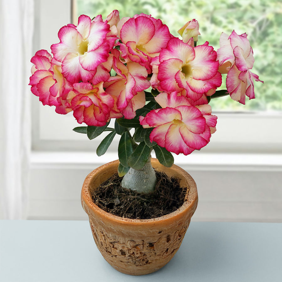 adenium succulent plants Desert Rose 'Heart's Desire' For Sale – Logee's Plants