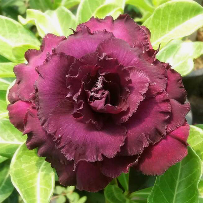 Desert Rose ‘Purple Immortality’ (Adenium hybrid)