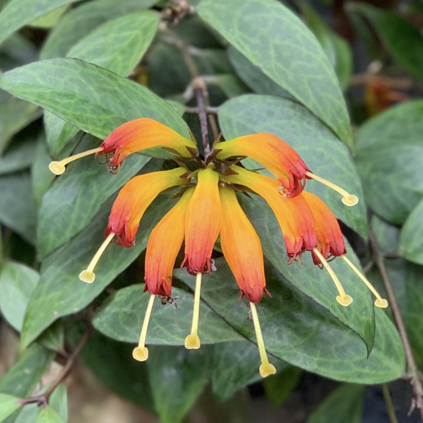 lipstick plant seeds Lipstick Plant ‘Black Pagoda’ For Sale – Logee's Plants