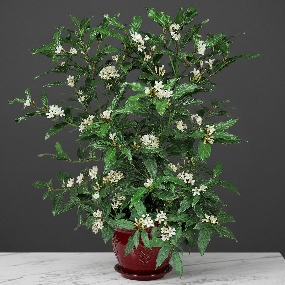 gardenia indoor plant for sale African Gardenia For Sale