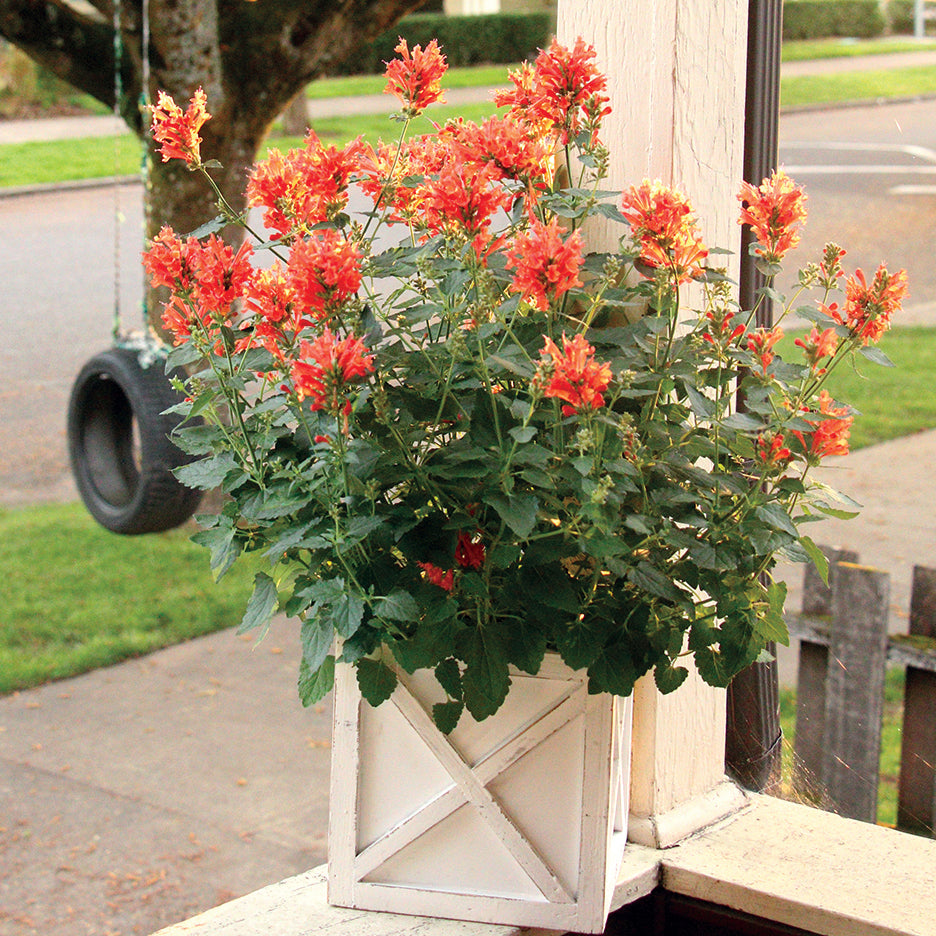 Agastache Poquito® Orange PP (Agastache hybrid)