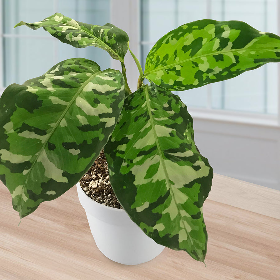 aglaonema butterfly green Aglaonema Pictum Tricolor *Grower's choice*