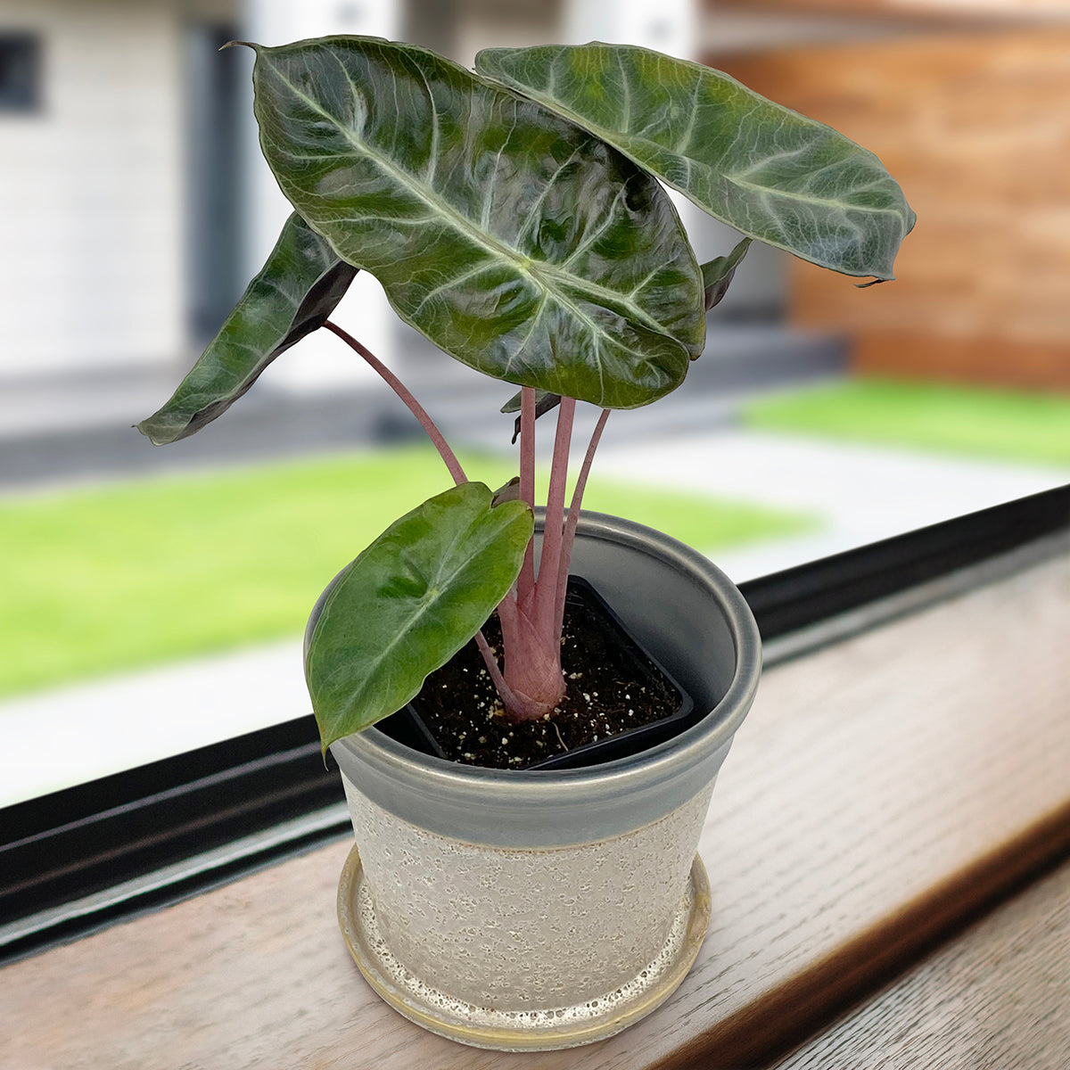Alocasia ‘Pink Dragon’ (Alocasia calidora hybrid)
