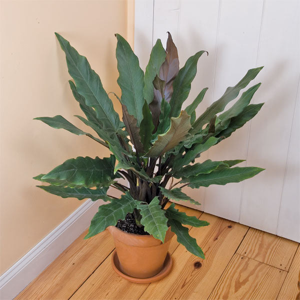 Alocasia lauterbachiana (Alocasia lauterbachiana)