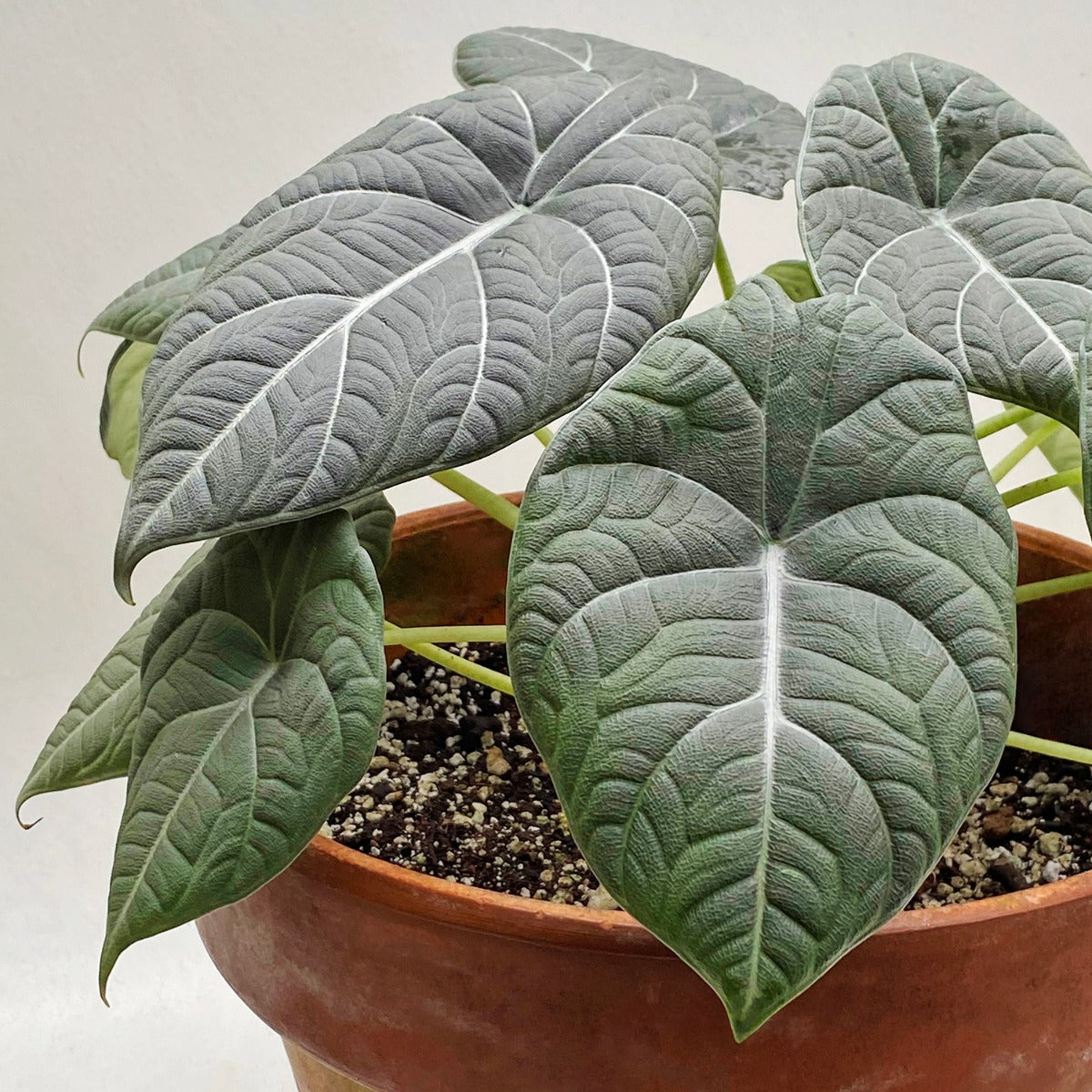 Alocasia ‘Maharani’ (Alocasia hybrid)