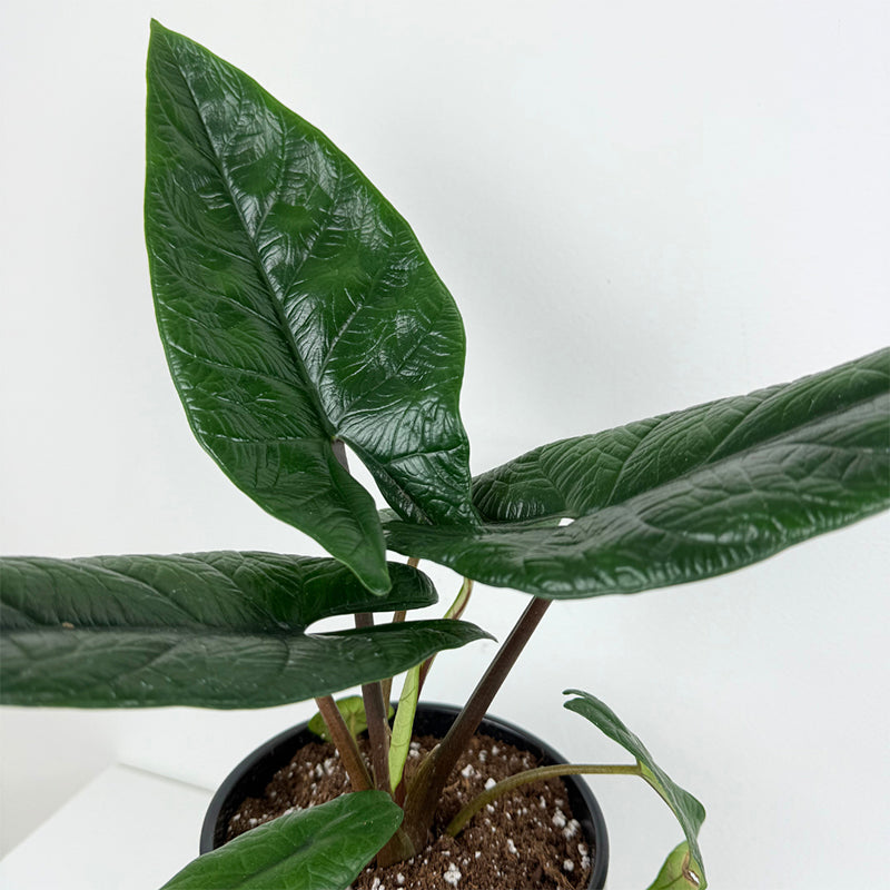 Alocasia scalprum (Alocasia scalprum)