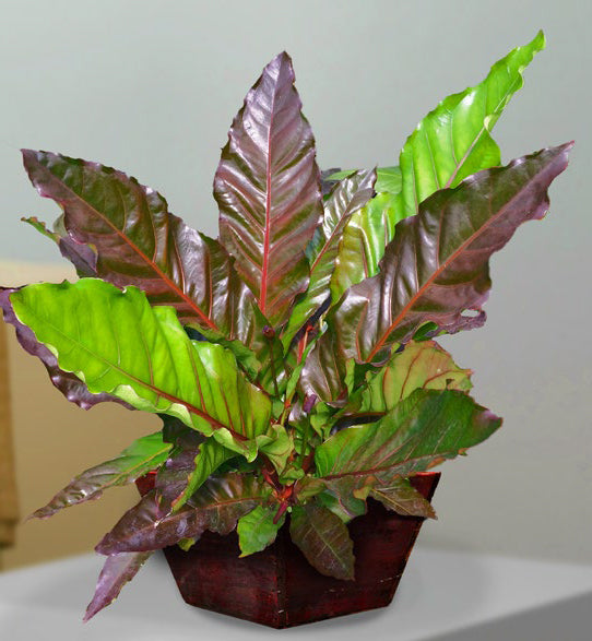 Anthurium ‘Big Red Bird’ (Anthurium sect. Pachyneurium)