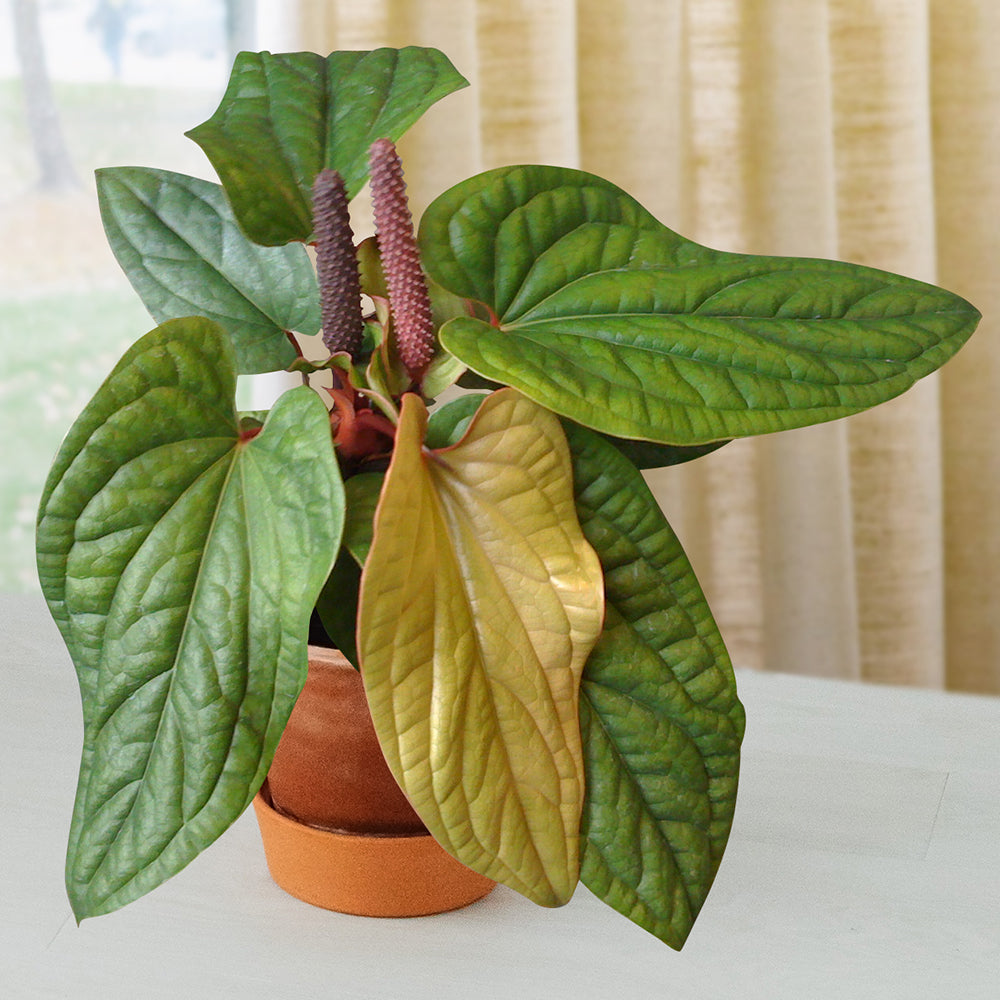 Anthurium radicans x luxurians (Anthurium hybrid)