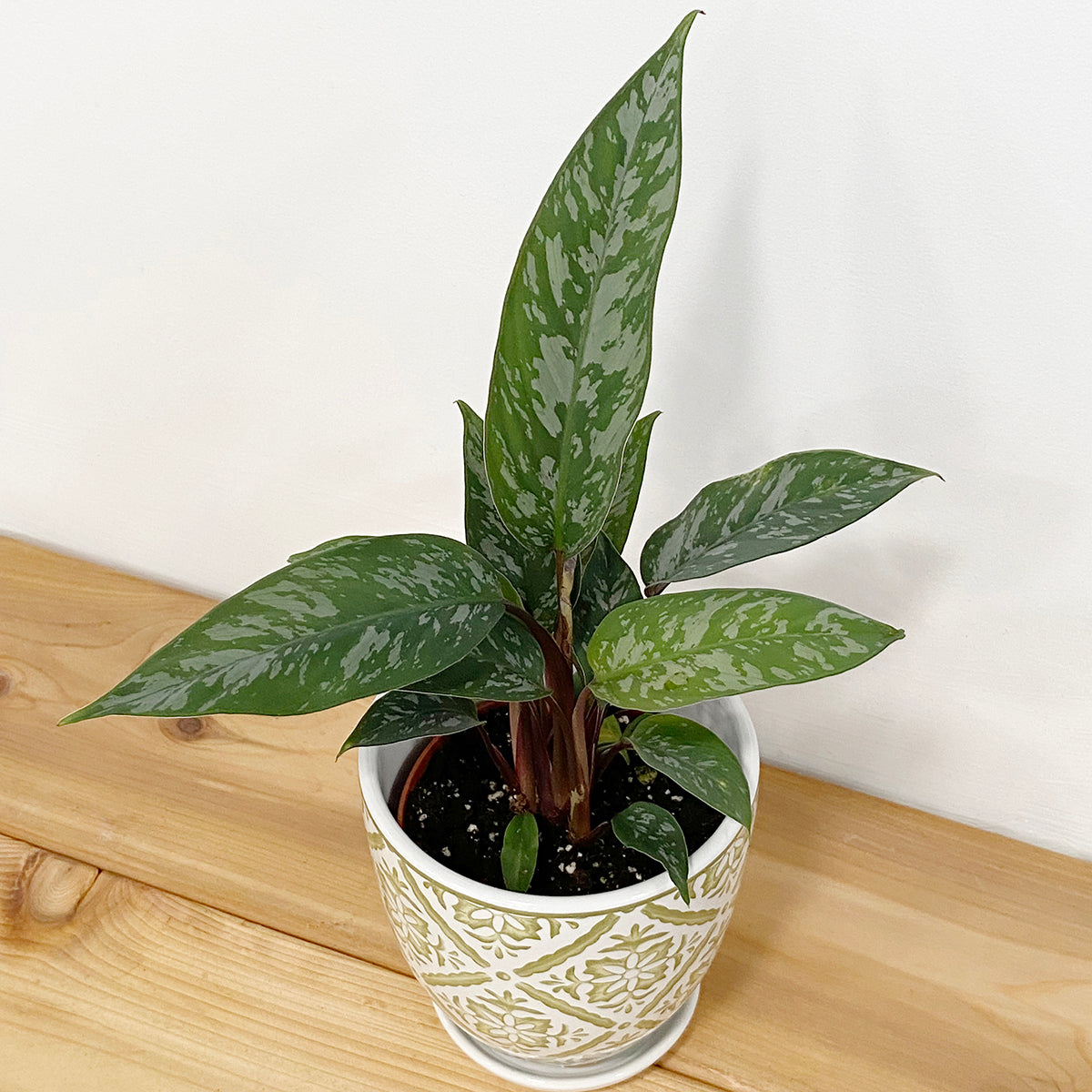 Apoballis ‘Lavallaei’ (Apoballis acuminatissima ‘Lavallaei’)