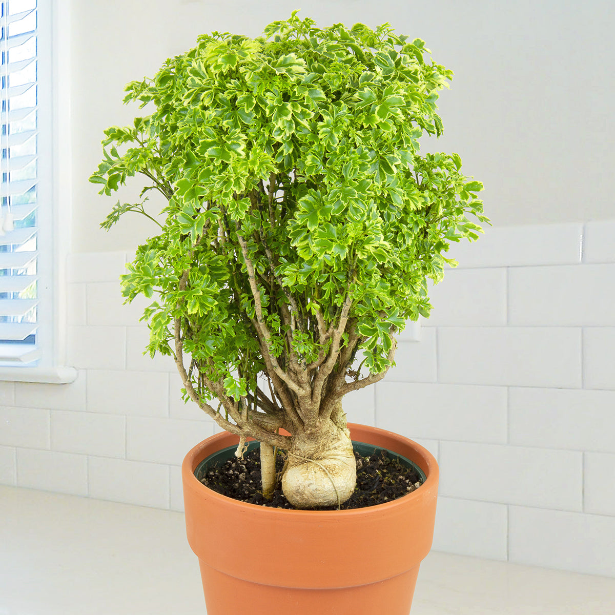 Variegated Ming Aralia (Polyscias fruticosa variegata)