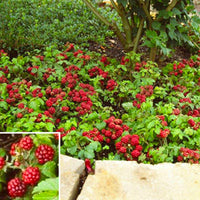 arctic-raspberry (fruiting-plants)