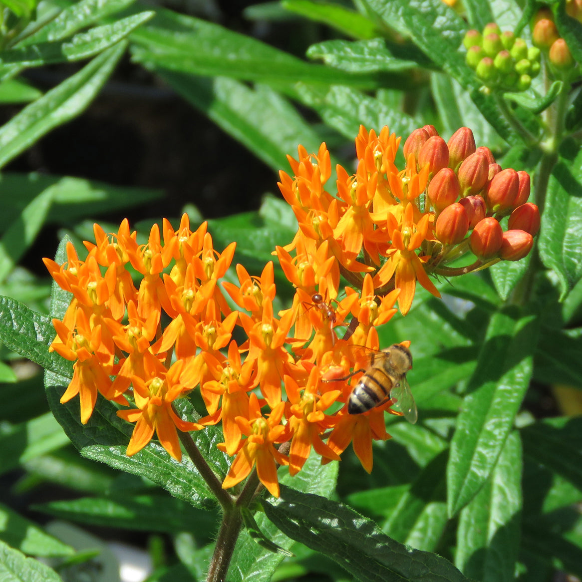 Butterfly Weed (Asclepias tuberosa)