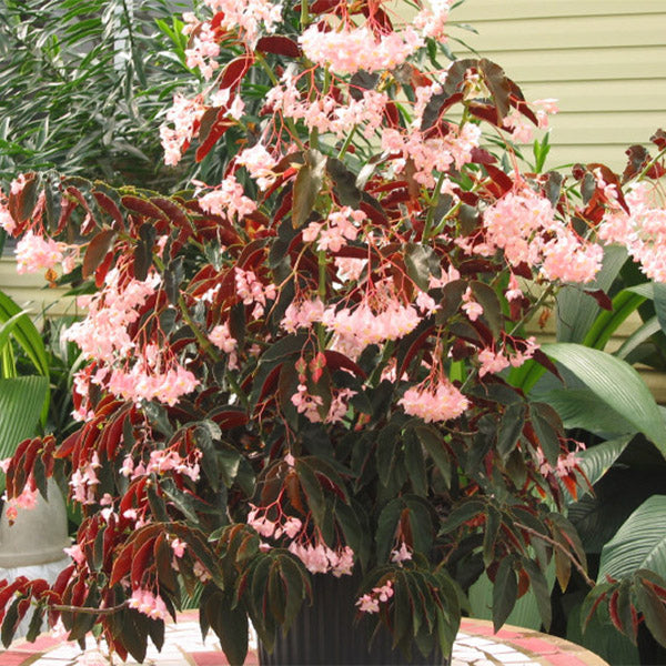 Begonia āJim's Cotton Candyā (Begonia fibrous hybrid)
