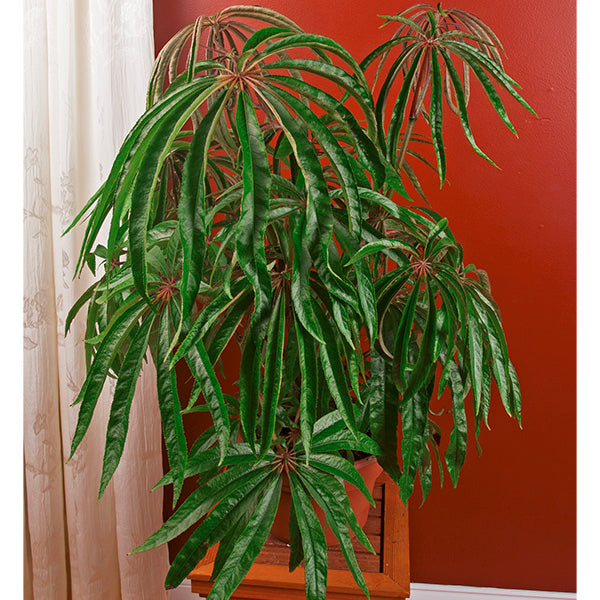 house plants with palmate leaves Begonia luxurians For Sale – Logee's Plants
