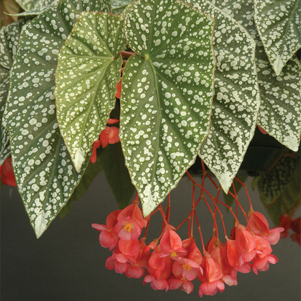 Begonia ‘Snow Capped’ (Begonia fibrous hybrid)