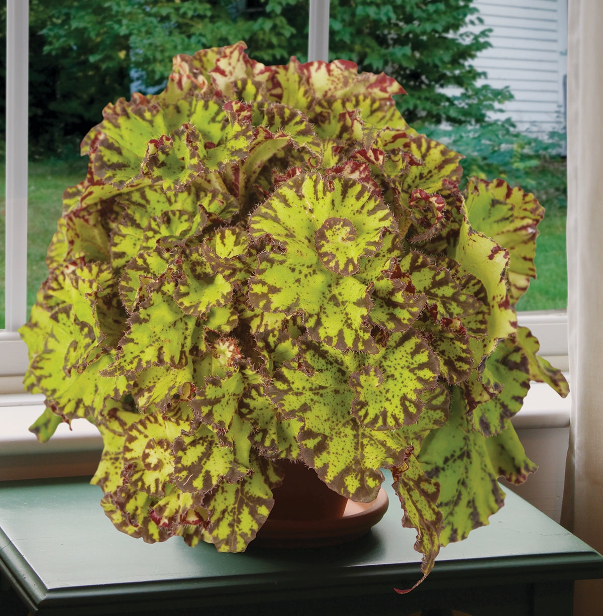 Begonia ‘Tiger Paw’ (Begonia rhizomatous hybrid)