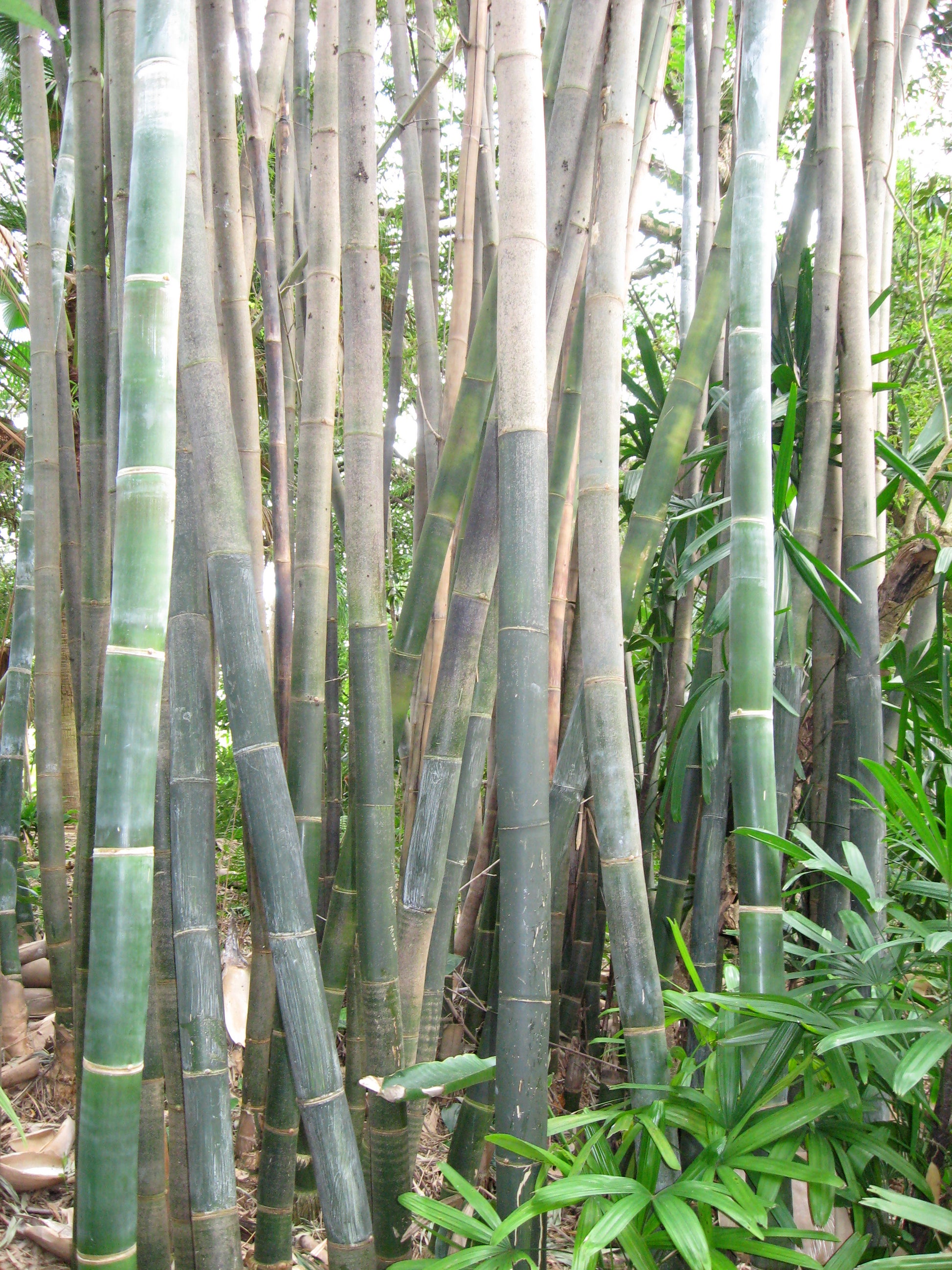 Giant Timber Bamboo (Bambusa oldhamii)