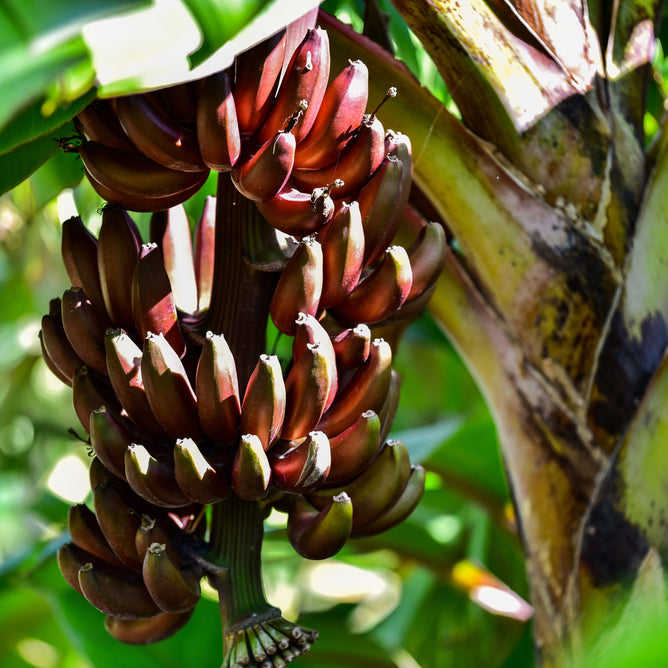 Banana Plant ‘Red Dacca’ (Musa acuminata)